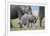 African Elephant (Loxodonta Africana) Baby Trying to Grab the Tail of Adult-Cheryl-Samantha Owen-Framed Photographic Print