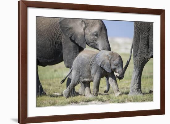 African Elephant (Loxodonta Africana) Baby Trying to Grab the Tail of Adult-Cheryl-Samantha Owen-Framed Photographic Print