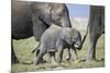 African Elephant (Loxodonta Africana) Baby Trying to Grab the Tail of Adult-Cheryl-Samantha Owen-Mounted Photographic Print