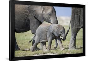 African Elephant (Loxodonta Africana) Baby Trying to Grab the Tail of Adult-Cheryl-Samantha Owen-Framed Photographic Print