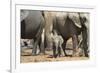 African Elephant (Loxodonta Africana) Baby with Herd at Hapoor Waterhole-Ann and Steve Toon-Framed Photographic Print