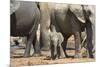 African Elephant (Loxodonta Africana) Baby with Herd at Hapoor Waterhole-Ann and Steve Toon-Mounted Photographic Print