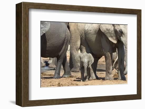 African Elephant (Loxodonta Africana) Baby with Herd at Hapoor Waterhole-Ann and Steve Toon-Framed Photographic Print