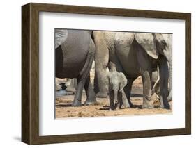 African Elephant (Loxodonta Africana) Baby with Herd at Hapoor Waterhole-Ann and Steve Toon-Framed Photographic Print