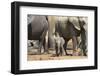 African Elephant (Loxodonta Africana) Baby with Herd at Hapoor Waterhole-Ann and Steve Toon-Framed Photographic Print