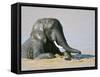 African Elephant (Loxodonta Africana) Bathing, Addo National Park, South Africa, Africa-Steve & Ann Toon-Framed Stretched Canvas