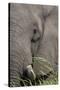 African elephant (Loxodonta africana) bull close up eating, Chobe river, Botswana, Africa-Ann and Steve Toon-Stretched Canvas