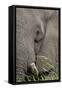 African elephant (Loxodonta africana) bull close up eating, Chobe river, Botswana, Africa-Ann and Steve Toon-Framed Stretched Canvas