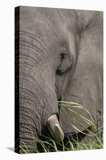 African elephant (Loxodonta africana) bull close up eating, Chobe river, Botswana, Africa-Ann and Steve Toon-Stretched Canvas