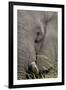 African elephant (Loxodonta africana) bull close up eating, Chobe river, Botswana, Africa-Ann and Steve Toon-Framed Photographic Print