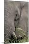 African elephant (Loxodonta africana) bull close up eating, Chobe river, Botswana, Africa-Ann and Steve Toon-Mounted Photographic Print