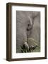 African elephant (Loxodonta africana) bull close up eating, Chobe river, Botswana, Africa-Ann and Steve Toon-Framed Photographic Print