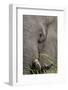 African elephant (Loxodonta africana) bull close up eating, Chobe river, Botswana, Africa-Ann and Steve Toon-Framed Photographic Print