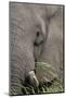 African elephant (Loxodonta africana) bull close up eating, Chobe river, Botswana, Africa-Ann and Steve Toon-Mounted Photographic Print