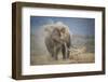 African Elephant (Loxodonta Africana) Bull Dust-Bathing, Chyulu Hills, Kenya-Wim van den Heever-Framed Photographic Print