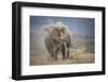 African Elephant (Loxodonta Africana) Bull Dust-Bathing, Chyulu Hills, Kenya-Wim van den Heever-Framed Photographic Print