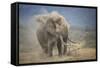 African Elephant (Loxodonta Africana) Bull Dust-Bathing, Chyulu Hills, Kenya-Wim van den Heever-Framed Stretched Canvas