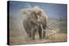 African Elephant (Loxodonta Africana) Bull Dust-Bathing, Chyulu Hills, Kenya-Wim van den Heever-Stretched Canvas