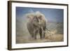 African Elephant (Loxodonta Africana) Bull Dust-Bathing, Chyulu Hills, Kenya-Wim van den Heever-Framed Photographic Print