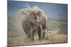 African Elephant (Loxodonta Africana) Bull Dust-Bathing, Chyulu Hills, Kenya-Wim van den Heever-Mounted Photographic Print