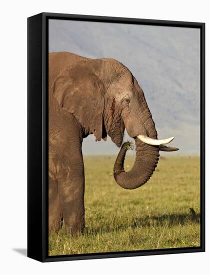 African Elephant (Loxodonta Africana) Bull Eating-James Hager-Framed Stretched Canvas