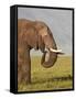 African Elephant (Loxodonta Africana) Bull Eating-James Hager-Framed Stretched Canvas