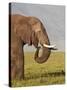 African Elephant (Loxodonta Africana) Bull Eating-James Hager-Stretched Canvas