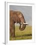 African Elephant (Loxodonta Africana) Bull Eating-James Hager-Framed Photographic Print