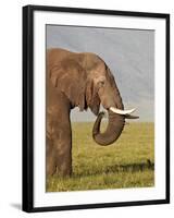 African Elephant (Loxodonta Africana) Bull Eating-James Hager-Framed Photographic Print