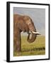 African Elephant (Loxodonta Africana) Bull Eating-James Hager-Framed Photographic Print