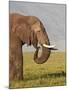 African Elephant (Loxodonta Africana) Bull Eating-James Hager-Mounted Photographic Print