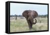 African Elephant (Loxodonta Africana) Bull, Madikwe Reserve, South Africa, Africa-Ann and Steve Toon-Framed Stretched Canvas