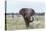 African Elephant (Loxodonta Africana) Bull, Madikwe Reserve, South Africa, Africa-Ann and Steve Toon-Stretched Canvas