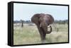 African Elephant (Loxodonta Africana) Bull, Madikwe Reserve, South Africa, Africa-Ann and Steve Toon-Framed Stretched Canvas