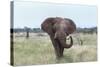 African Elephant (Loxodonta Africana) Bull, Madikwe Reserve, South Africa, Africa-Ann and Steve Toon-Stretched Canvas