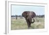 African Elephant (Loxodonta Africana) Bull, Madikwe Reserve, South Africa, Africa-Ann and Steve Toon-Framed Photographic Print