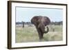 African Elephant (Loxodonta Africana) Bull, Madikwe Reserve, South Africa, Africa-Ann and Steve Toon-Framed Photographic Print