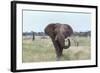 African Elephant (Loxodonta Africana) Bull, Madikwe Reserve, South Africa, Africa-Ann and Steve Toon-Framed Photographic Print