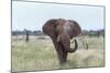 African Elephant (Loxodonta Africana) Bull, Madikwe Reserve, South Africa, Africa-Ann and Steve Toon-Mounted Photographic Print