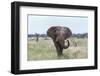 African Elephant (Loxodonta Africana) Bull, Madikwe Reserve, South Africa, Africa-Ann and Steve Toon-Framed Photographic Print