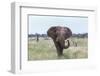 African Elephant (Loxodonta Africana) Bull, Madikwe Reserve, South Africa, Africa-Ann and Steve Toon-Framed Photographic Print