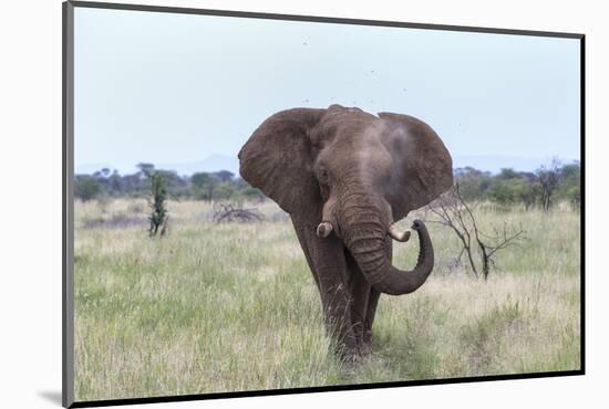 African Elephant (Loxodonta Africana) Bull, Madikwe Reserve, South Africa, Africa-Ann and Steve Toon-Mounted Photographic Print