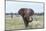 African Elephant (Loxodonta Africana) Bull, Madikwe Reserve, South Africa, Africa-Ann and Steve Toon-Mounted Photographic Print