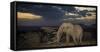 African Elephant (Loxodonta Africana) Bull 'One Ton' with Massive Tusks at Dusk-Wim van den Heever-Framed Stretched Canvas