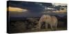 African Elephant (Loxodonta Africana) Bull 'One Ton' with Massive Tusks at Dusk-Wim van den Heever-Stretched Canvas