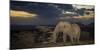 African Elephant (Loxodonta Africana) Bull 'One Ton' with Massive Tusks at Dusk-Wim van den Heever-Mounted Photographic Print