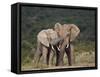 African Elephant (Loxodonta Africana) Bulls Sparring-James Hager-Framed Stretched Canvas