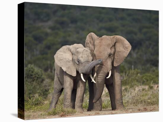 African Elephant (Loxodonta Africana) Bulls Sparring-James Hager-Stretched Canvas