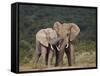 African Elephant (Loxodonta Africana) Bulls Sparring-James Hager-Framed Stretched Canvas