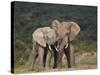 African Elephant (Loxodonta Africana) Bulls Sparring-James Hager-Stretched Canvas